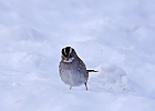White-throated Sparrow (White-Striped Adult)