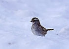 White-throated Sparrow (White-Striped Adult)