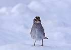 White-throated Sparrow (White-Striped Adult)