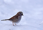 White-throated Sparrow (White-Striped Adult)