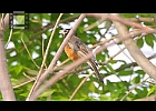 Robin and baby calling to each other