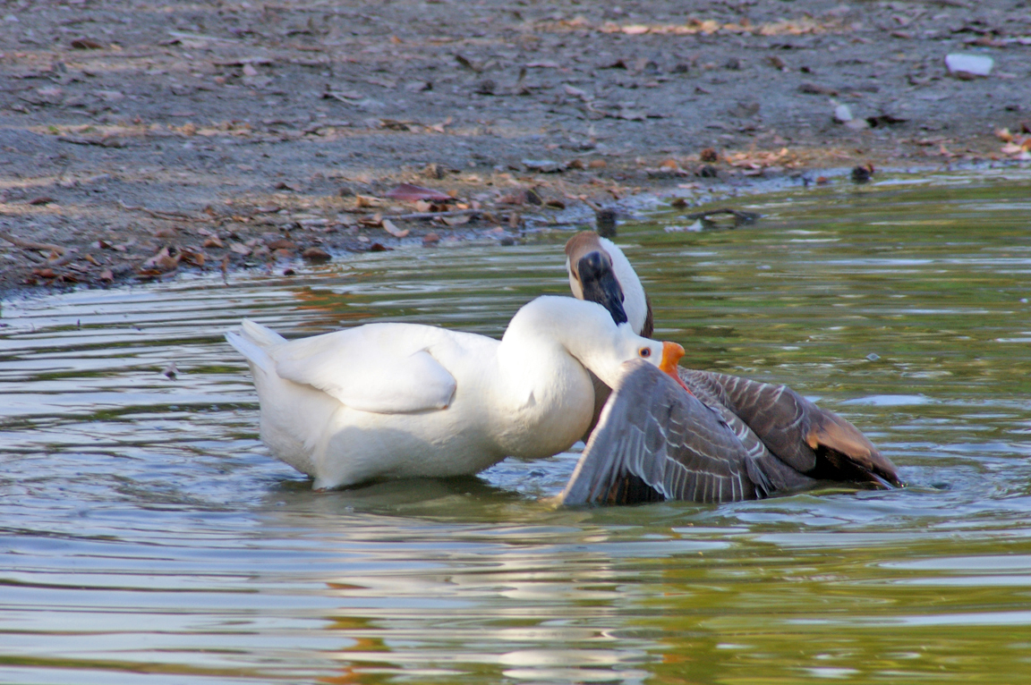 Chinese Goose (Swan Geese)