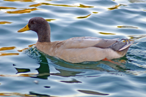 duck swimming in a lake